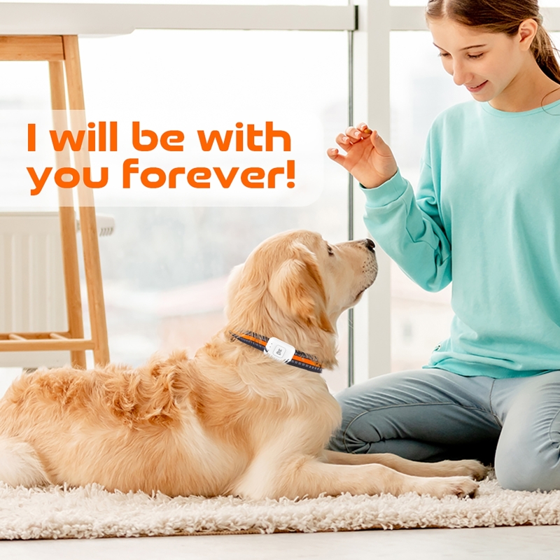 GPS Pet Tracker met kleurrijke - Pet Gps Tracker Collar recensie en prijs