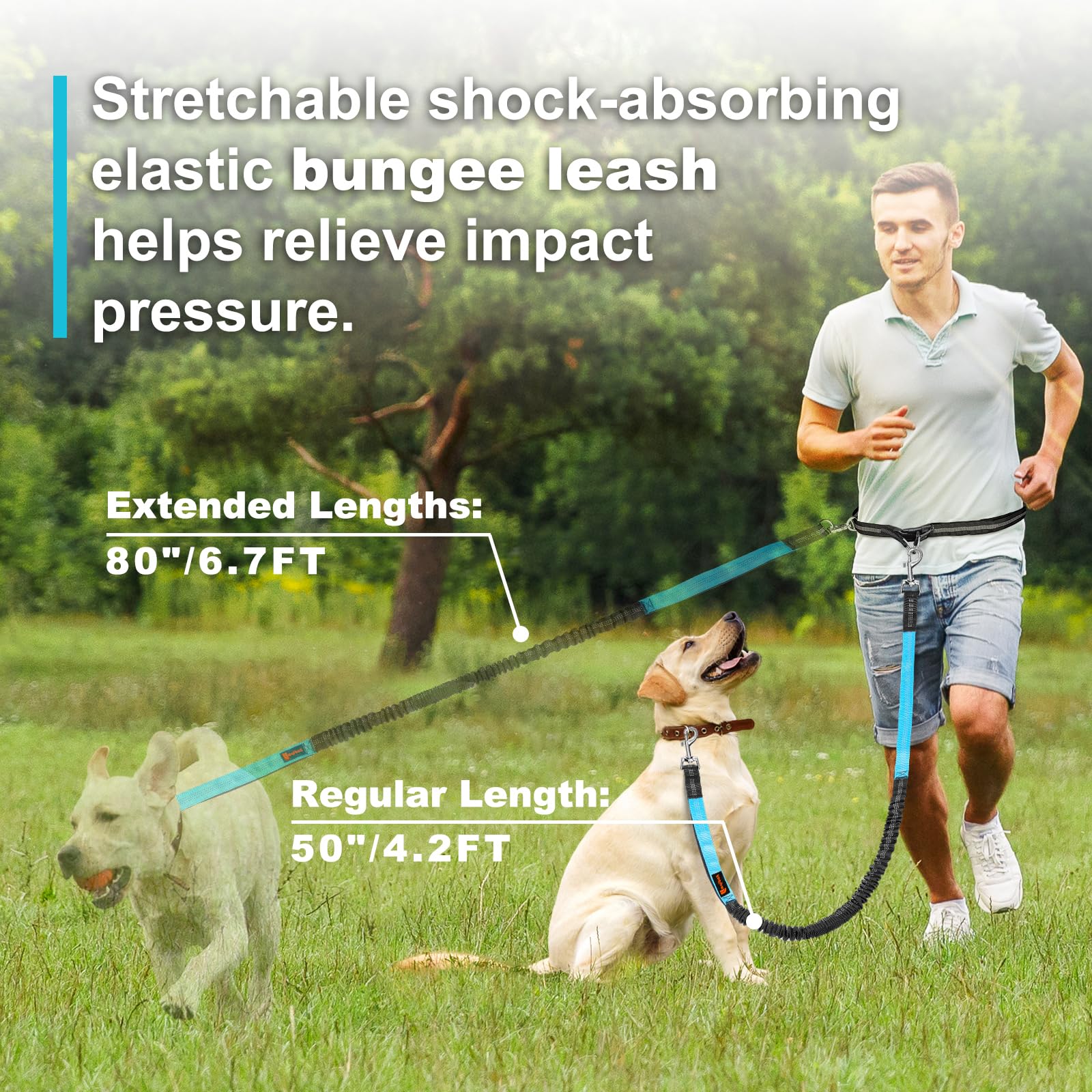 Dubbele elastische reflecteren - Pet Supplies Wholesale recensie en prijs