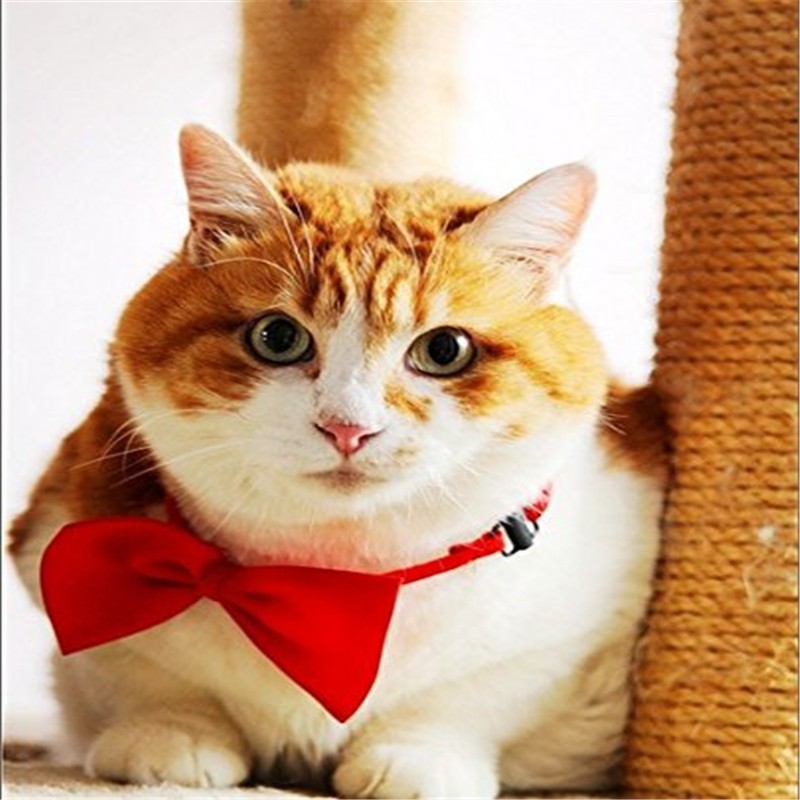 400 Stks/partij Verstelbare Ho - Pet Supplies Wholesale recensie en prijs
